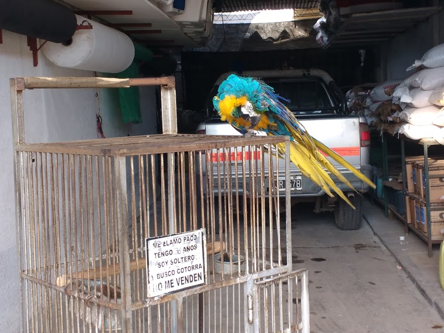 paco-1