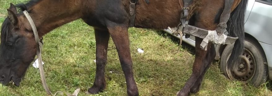 caballo-rescatado-sos-can