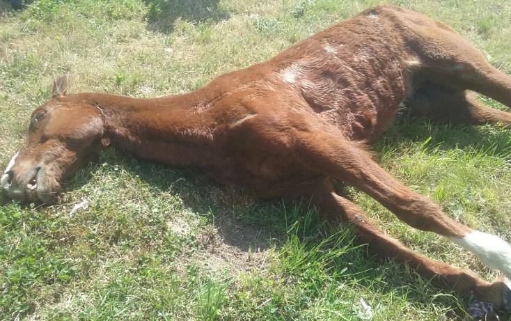 Primera muerte de un equino por la peregrinación gaucha