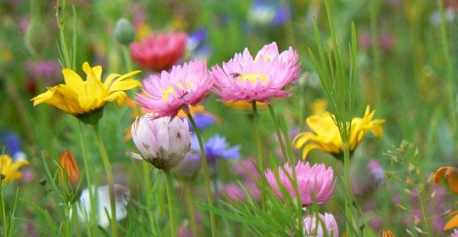 dia-primavera-flores