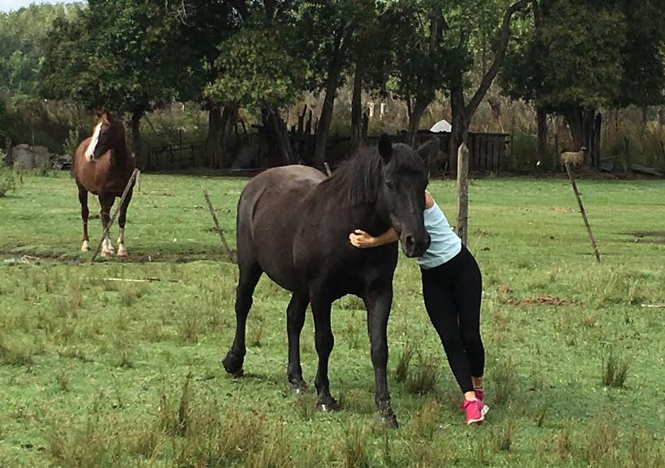 Robo de caballos en barrio "Mi Rincón"
