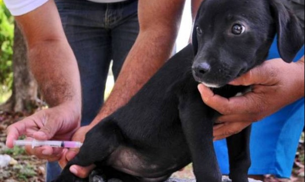 Zoonosis informó días y horarios para solicitar turnos para castraciones