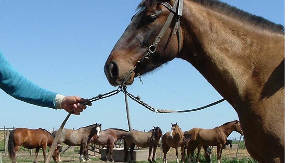 caballos