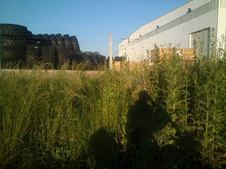 wp-1478577715692.jpg