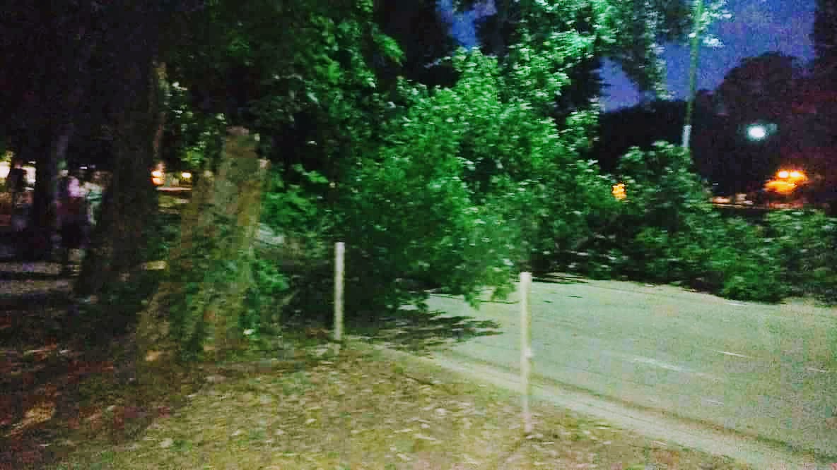 Cayó un árbol seco en el Polideportivo y por milagro no fue sobre la gente