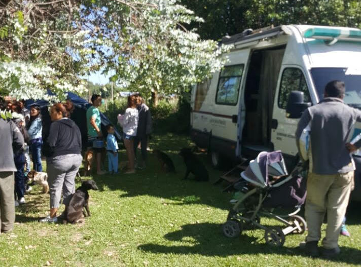 Siguen las castraciones de caninos y felinos de la ciudad