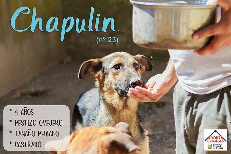 Después de un conflicto reciente, Zoonosis trabaja en conjunto con proteccionistas en su hogar canino