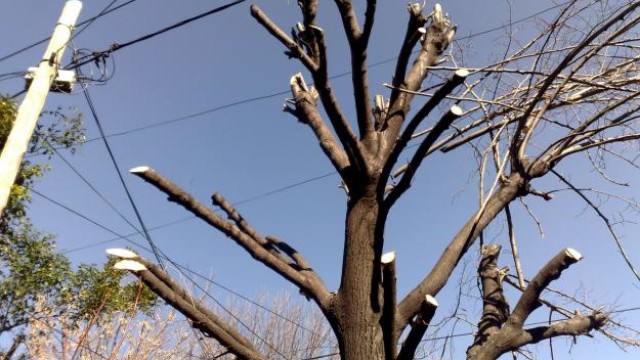 Podaba un arbol pero se cayó y falleció