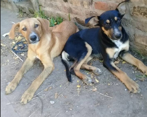 Un sábado con ocho horas de proteccionismo mascotero