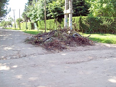 Se dio a conocer el cronograma de poda