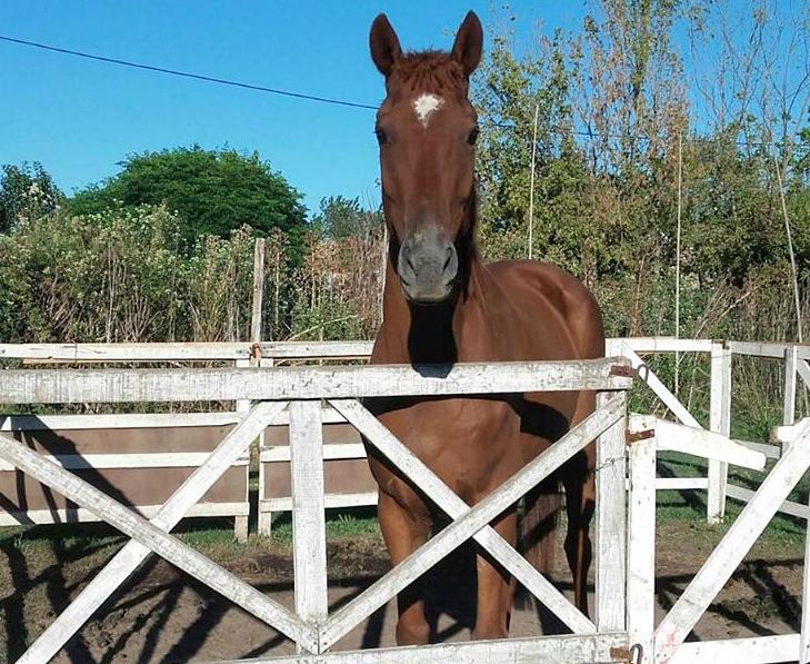 caballo-robado-parque-granaderos-1