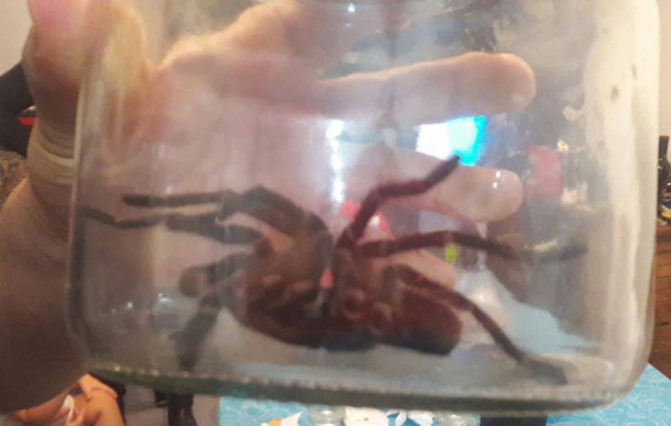 tarantula-en-general-rodriguez-1
