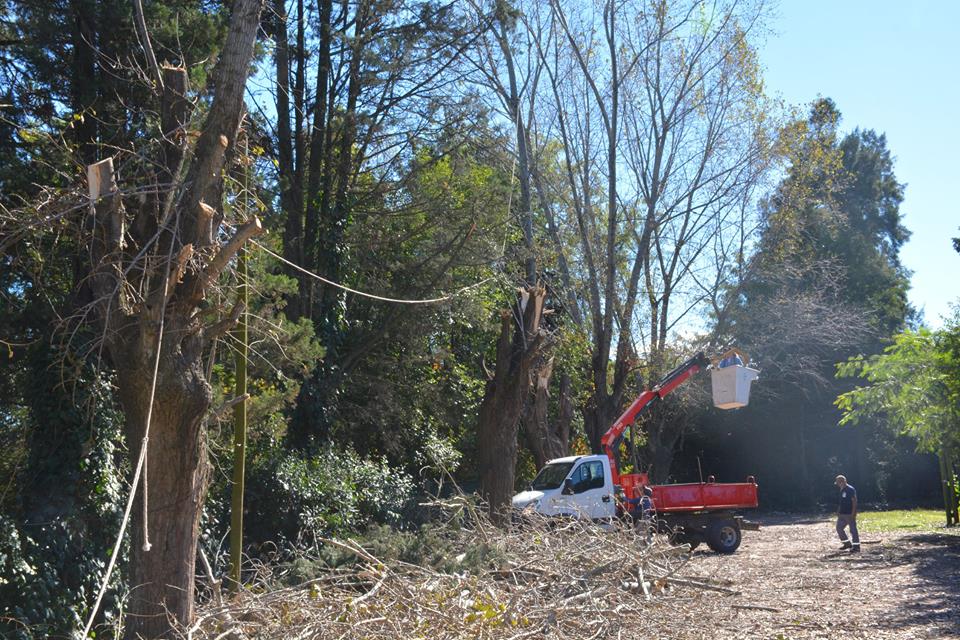 podas-peligrosas-en-villa-vengochea