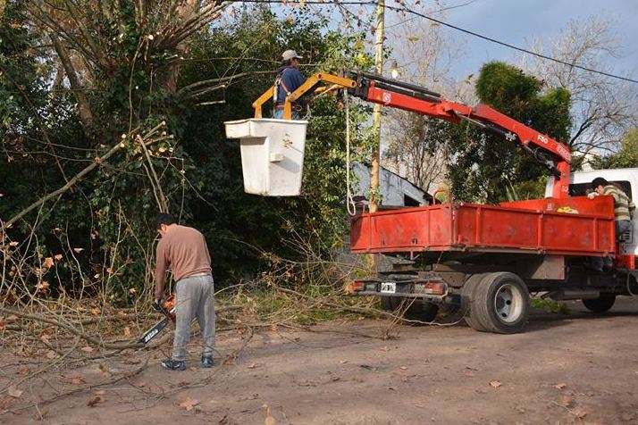 Continúa la poda de árboles en los barrios del distrito