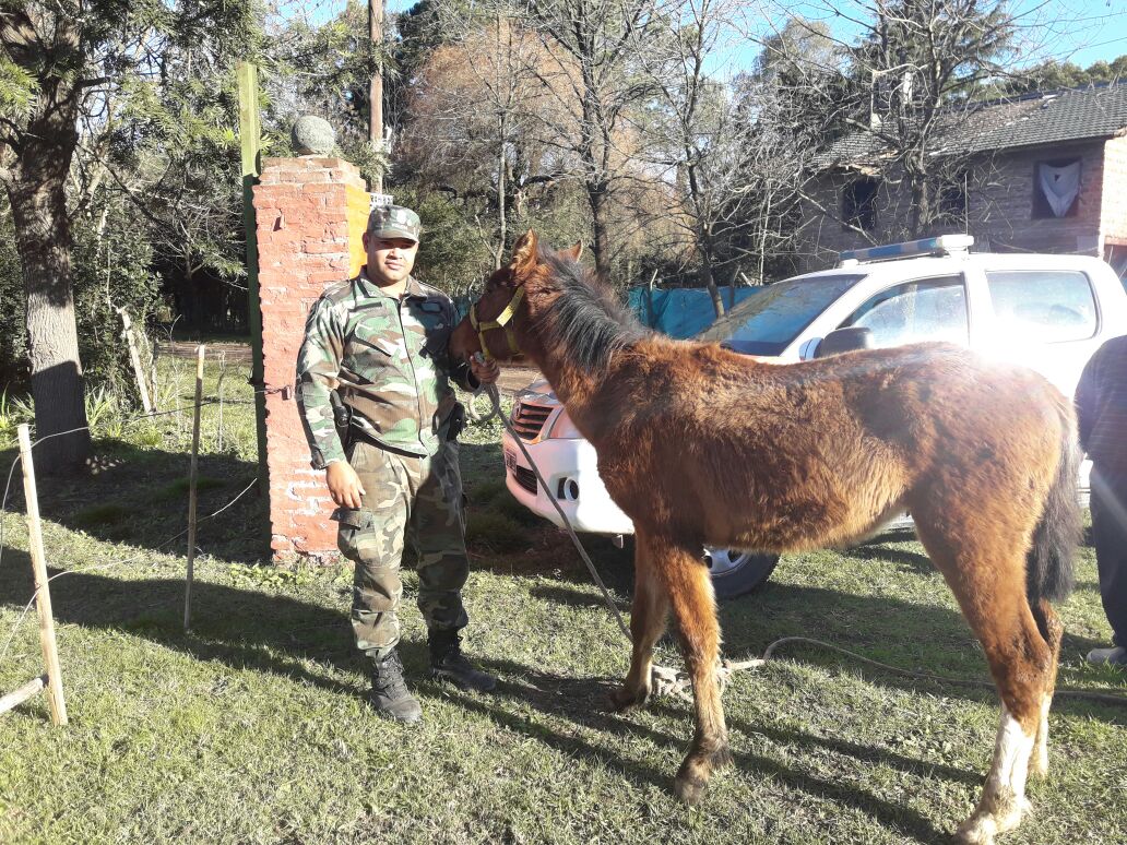 Se recuperaron dos caballos robados y dos personas terminaron detenidas