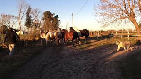 Rodríguez, con varios casos recientes de robo de caballos