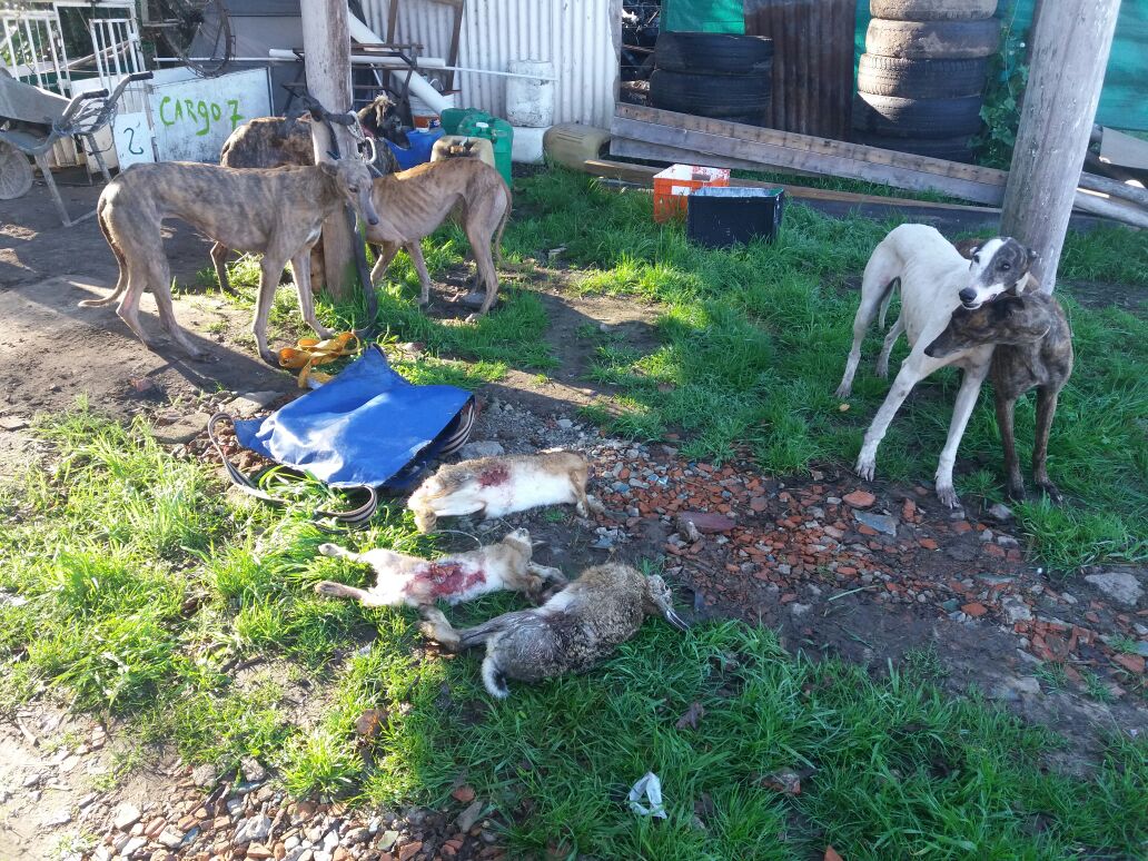 Detuvieron a dos personas por maltrato a animales