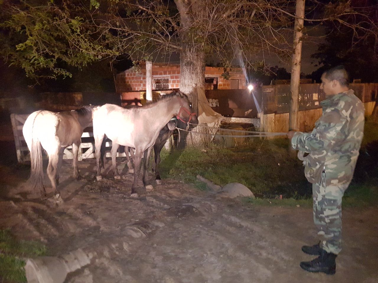 Robaron tres caballos a punta de pistola en el barrio Los Aromos