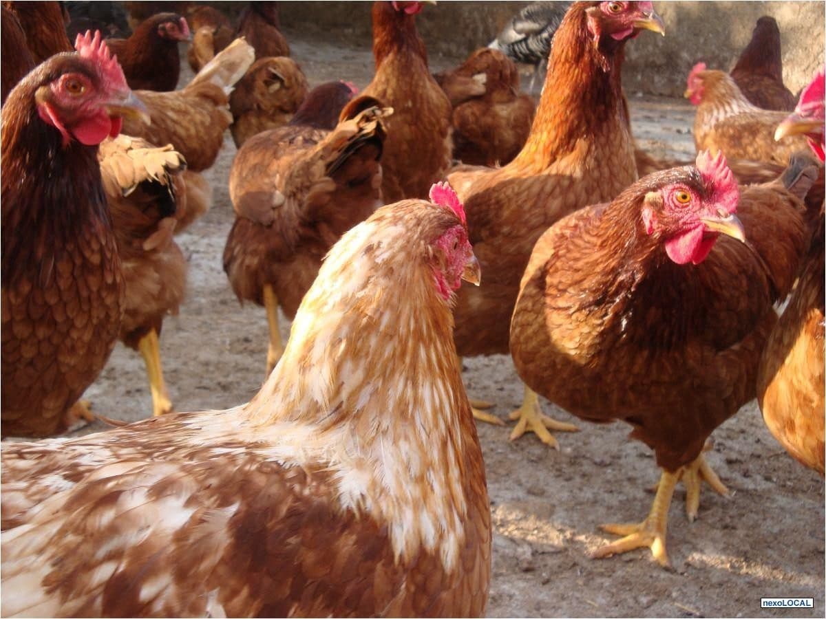 Una granja rodriguense que cría gallinas a la antigua