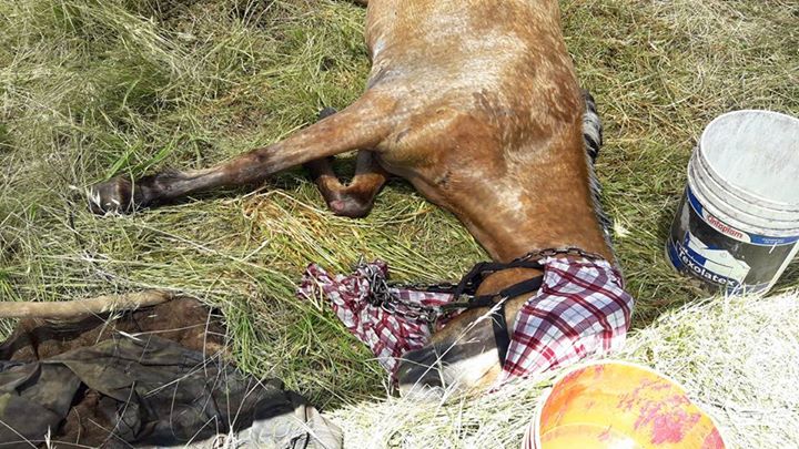 No murió: Zoonosis, junto a los vecinos, lo evitaron