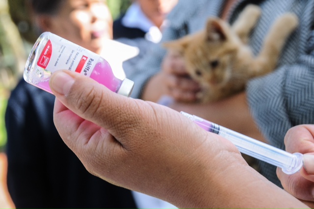 Dos jornadas de vacunación antirrábica para perros y gatos