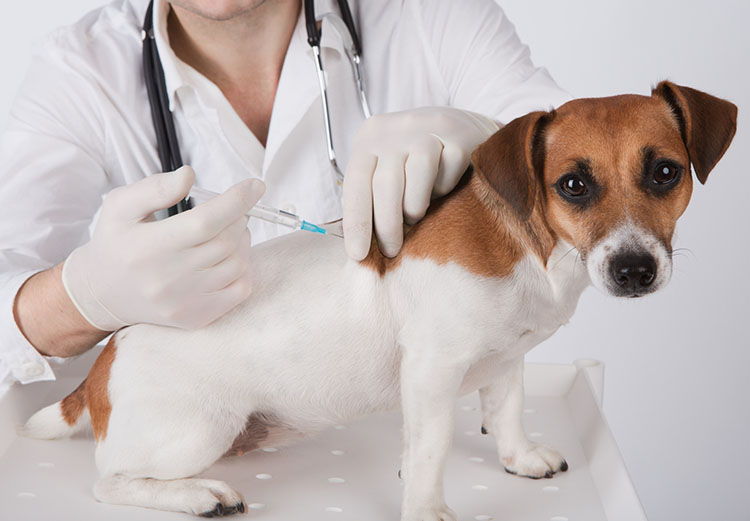 Nuevo operativo de la campaña de vacunación antirrábica para perros y gatos