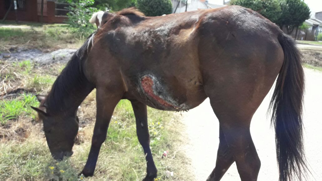 Aprehensión por maltrato animal