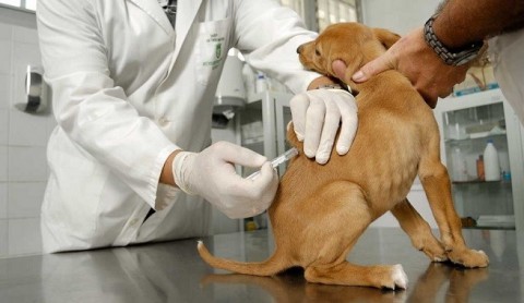 Zoonosis informó dónde vacunará y desparasitará a perros y gatos esta semana