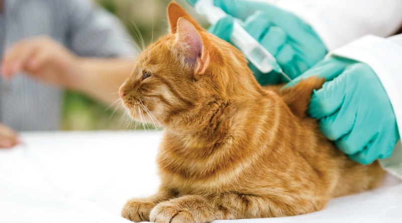 gato-no-veterinario-veterinaria-atual