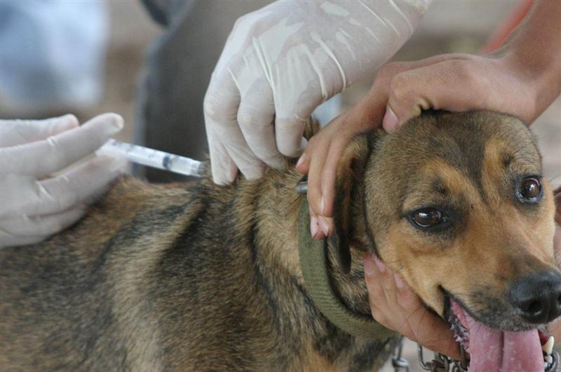Siguen las vacunaciones antirrábicas gratuitas para perros y gatos