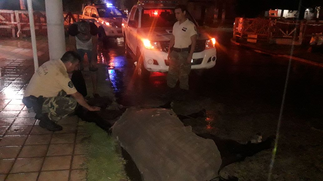 Dos rodriguenses fueron detenidos por maltrato animal en Moreno