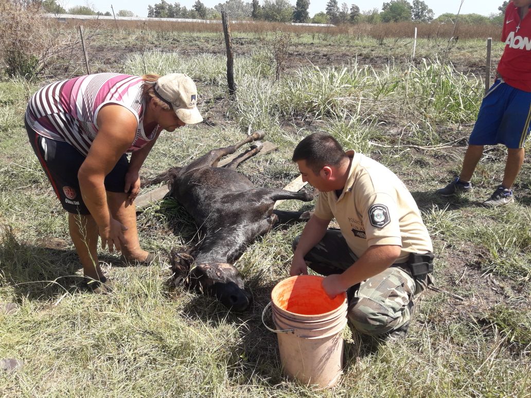 La Policía Rural salvó la vida de un animal