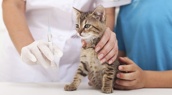 Campaña de vacunación antirrábica en dos barrios