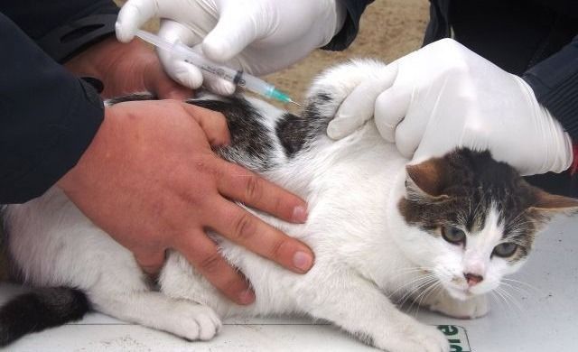 Vuelve la campaña de vacunación antirrábica