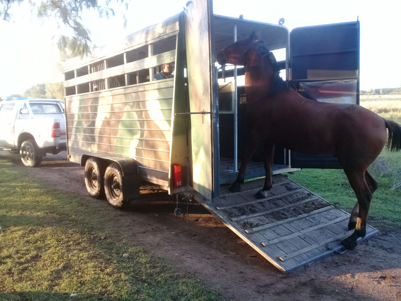 Rescataron a un caballo robado