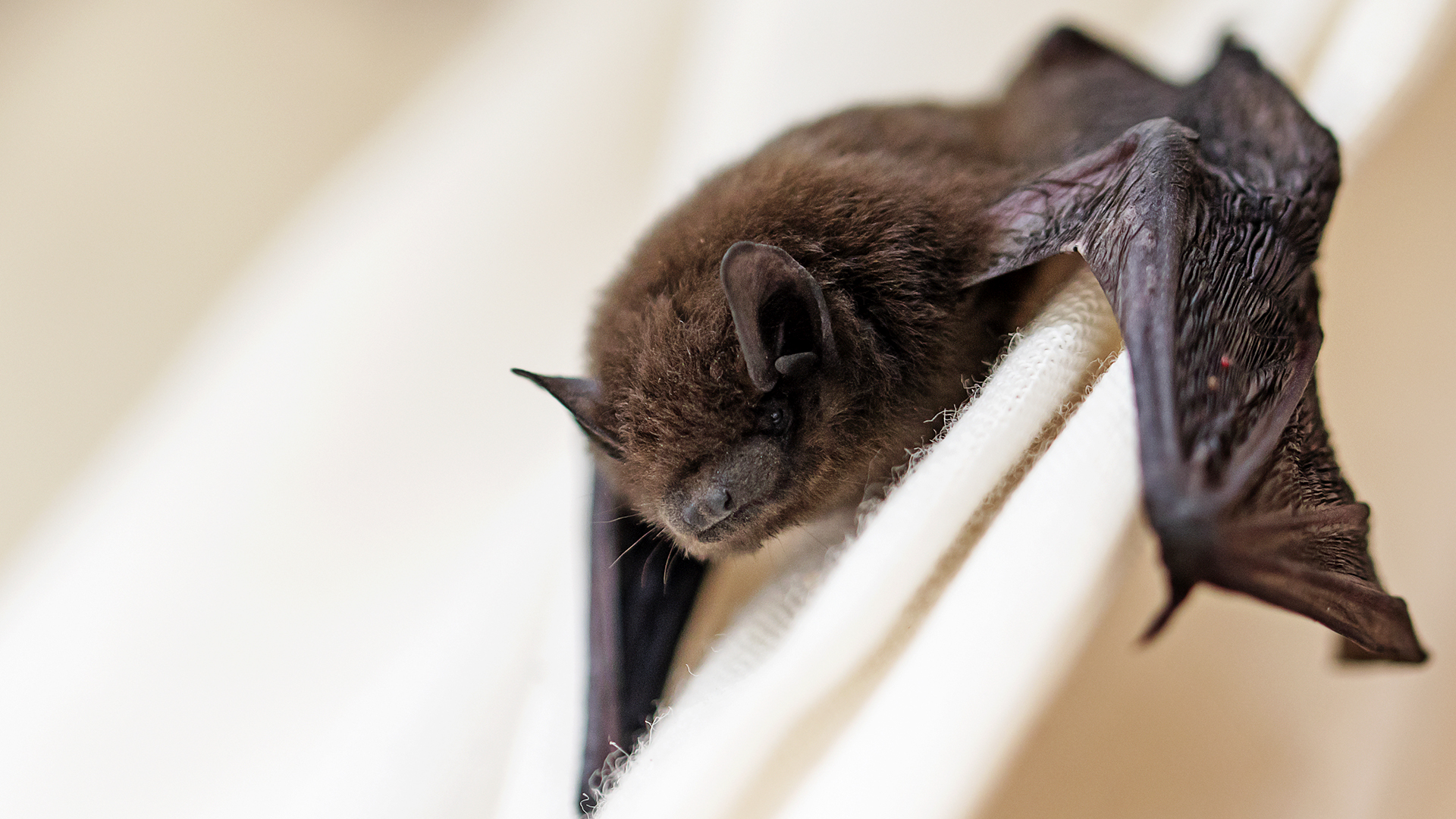 common pipistrelle (Pipistrellus pipistrellus) a small bat