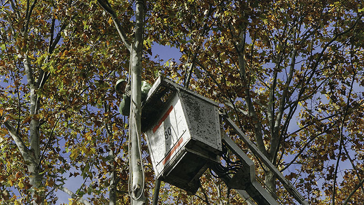 Durante los meses de junio y julio habrá recolección gratuita de ramas de poda