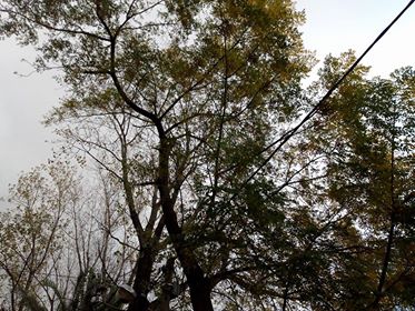 reclamo-vecinal-arbol-podrido-1