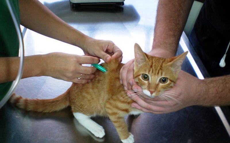 Jornada de vacunación antirrábica para caninos y felinos