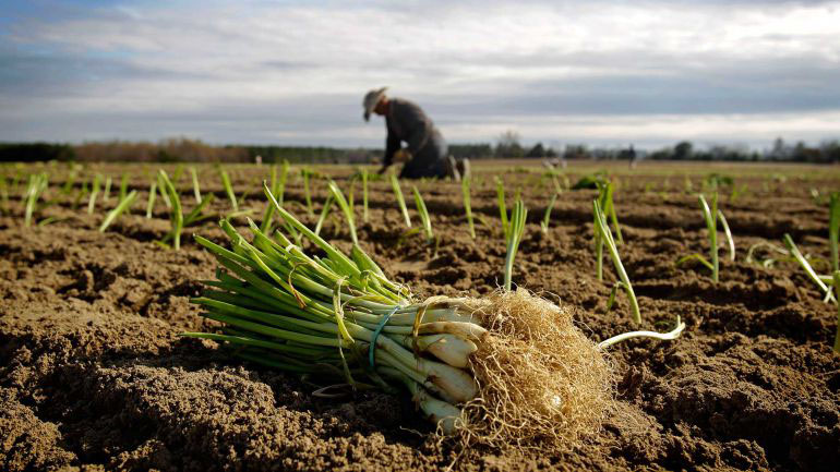 Se requerirá un trámite de actualización para los monotributistas agropecuarios