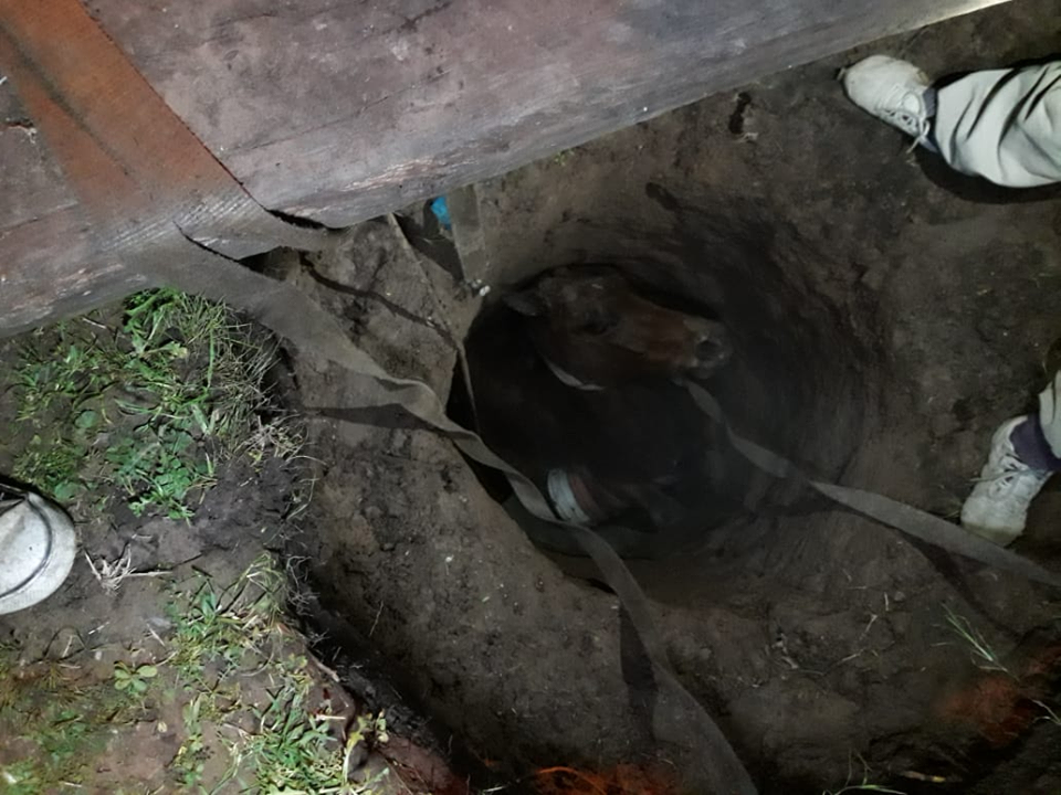 Rescataron a un caballo que había caído a un pozo ciego