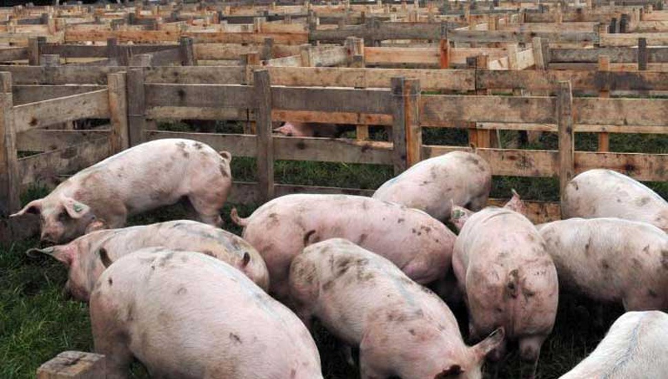 Dio positivo de Triquinella un análisis de carne de cerdo proveniente de Rodríguez