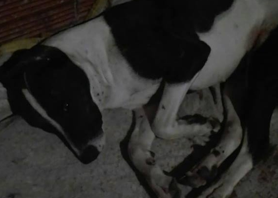 Balearon a una perra en Mi Rincón y fue salvada por una veterinaria y proteccionistas