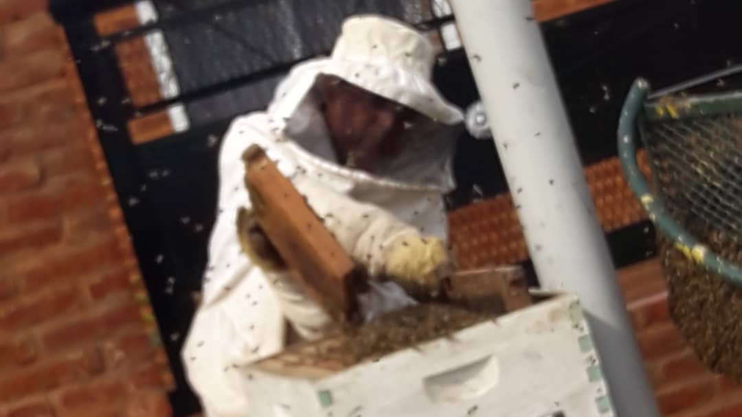 Enjambre de abejas preocupó a vecinos de Barrio Bicentenario