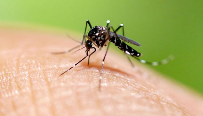 Dengue: Medidas de prevención