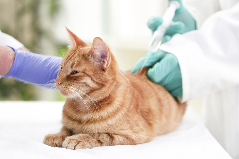 VACUNA-GATO-1