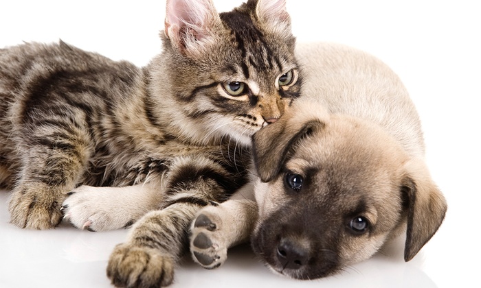 Agenda de la campaña de vacunación antirrábica para la semana entrante