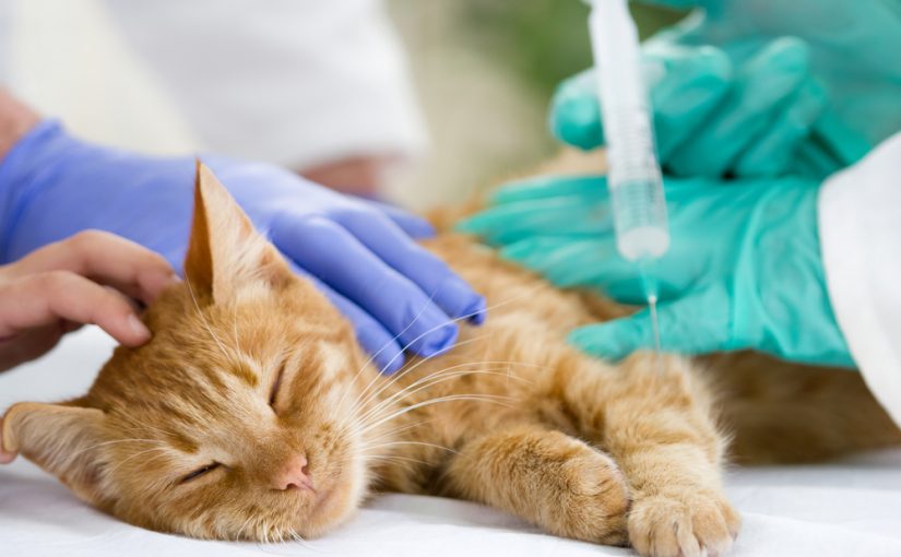Se realizará una jornada de vacunación antirrábica gratuita para gatos y perros