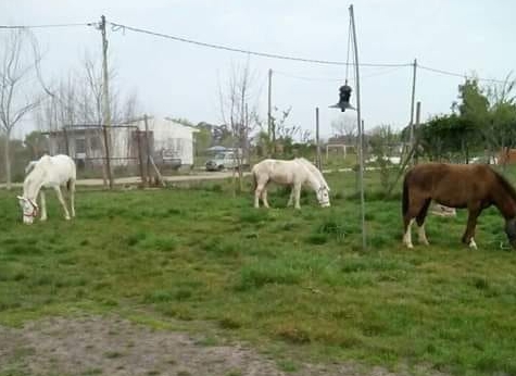 robo-caballos-parque-granaderos-1