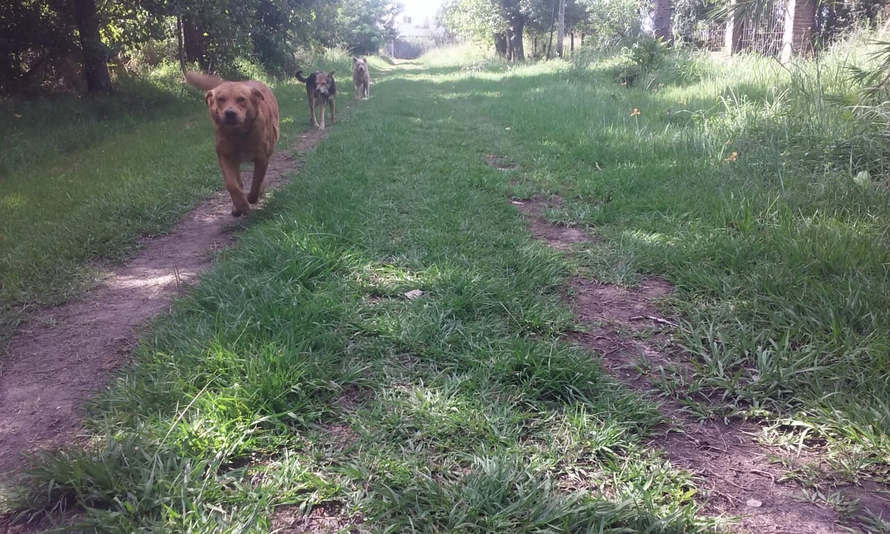 Enojo y miedo en Los Aromos por frecuentes ataques de perros en las calles